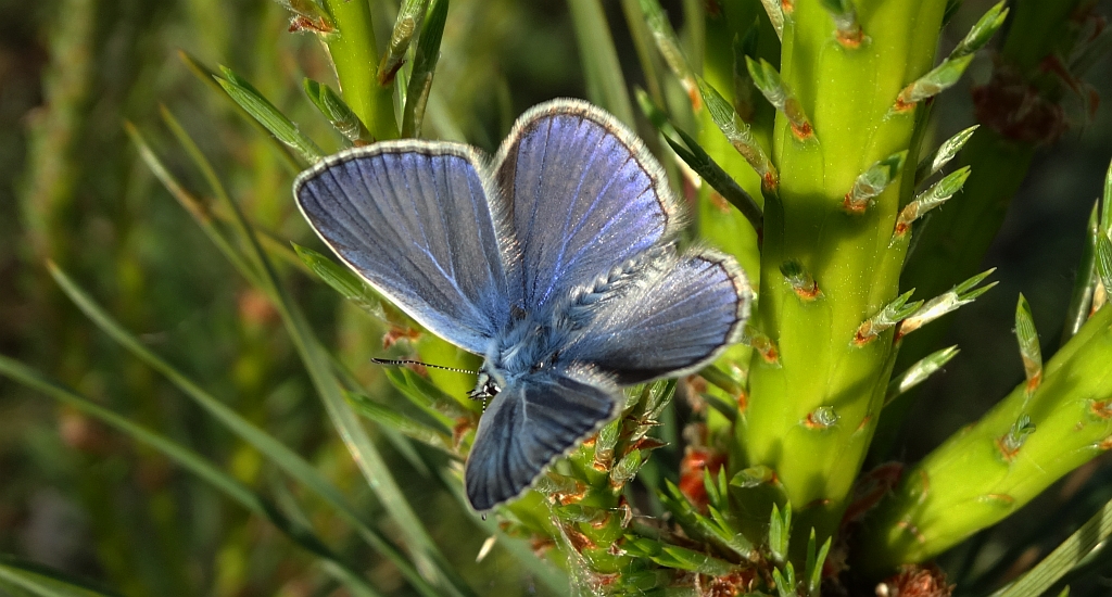 Modraszek ikar, mnogooczak ikar (Polyommatus icarus)