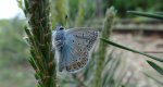 Modraszek ikar, mnogooczak ikar (Polyommatus icarus)