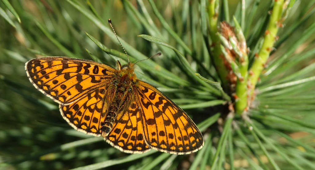 Dostojka selene (Boloria selene)