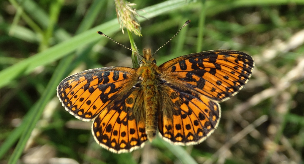 Dostojka selene (Boloria selene)