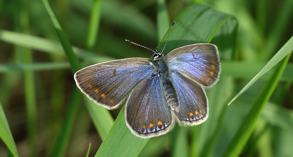 Modraszek ikar, mnogooczak ikar (Polyommatus icarus)