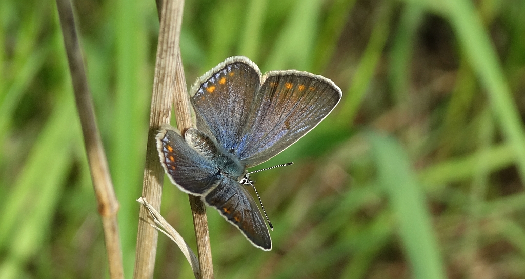 Modraszek ikar, mnogooczak ikar (Polyommatus icarus)