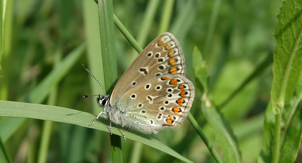 Modraszek ikar, mnogooczak ikar (Polyommatus icarus)