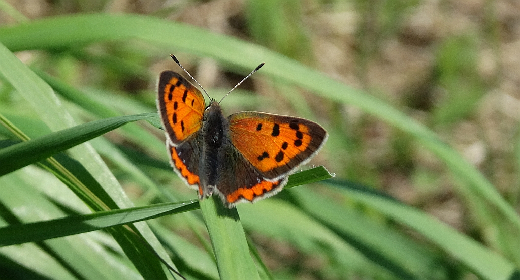 Czerwończyk żarek (Lycaena phlaeas)