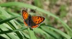 Czerwończyk żarek (Lycaena phlaeas)