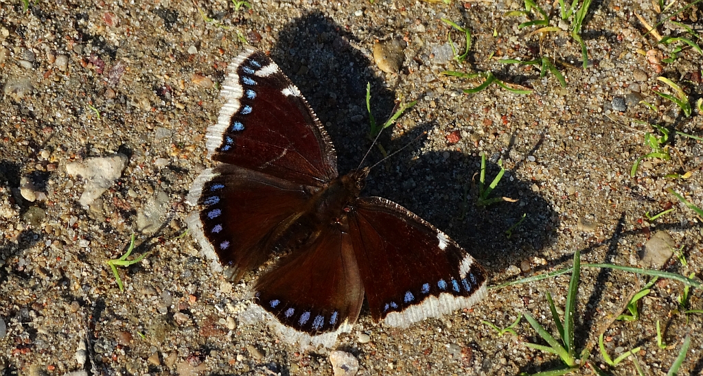 Rusałka żałobnik (Nymphalis antiopa)