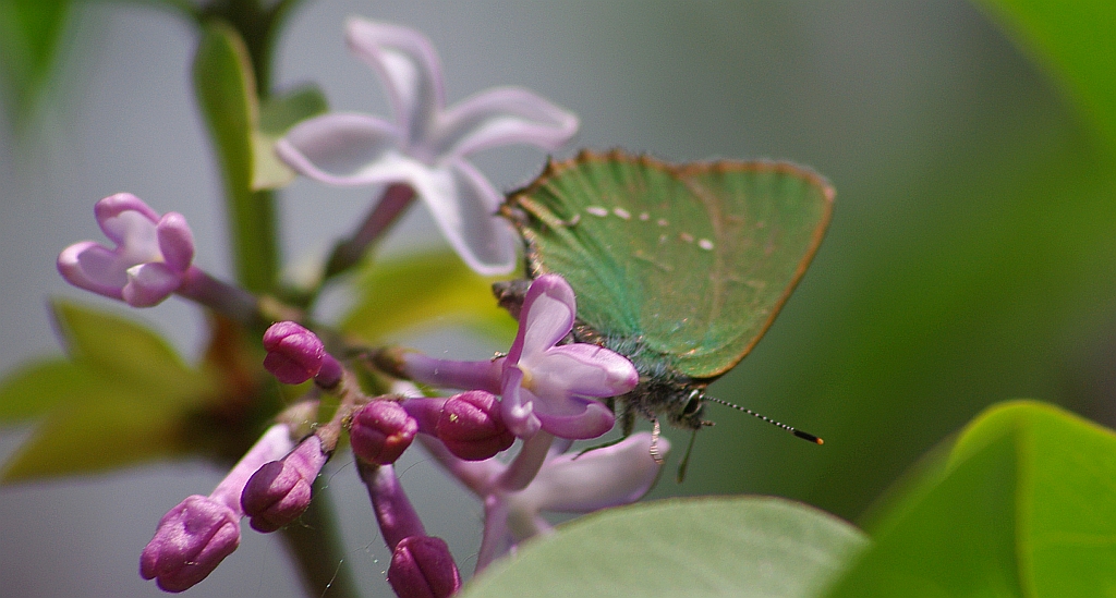 Zieleńczyk ostrężyniec (Callophrys rubi)