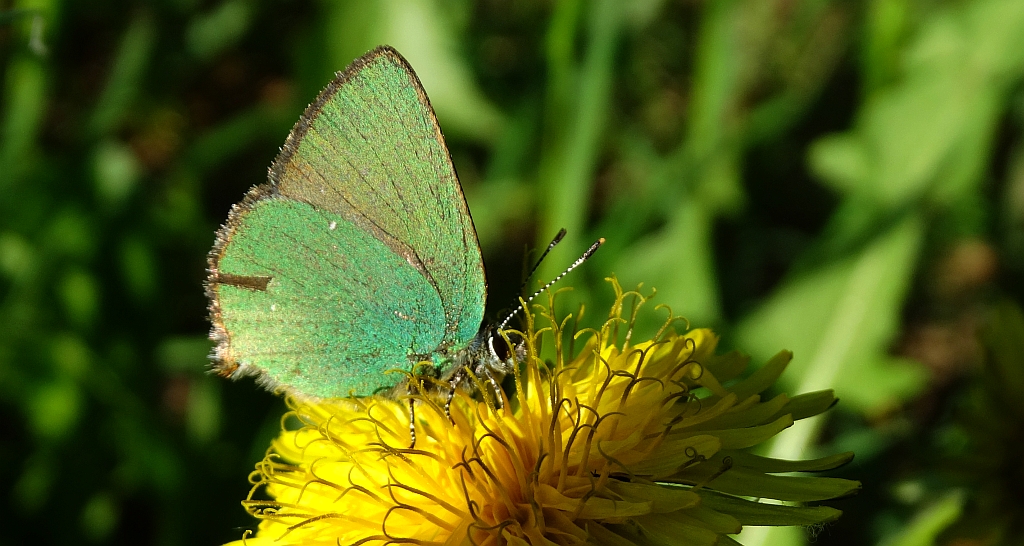 Zieleńczyk ostrężyniec (Callophrys rubi)