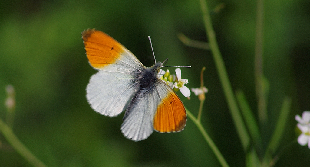 Zorzynek rzeżuchowiec (Anthocharis cardamines)