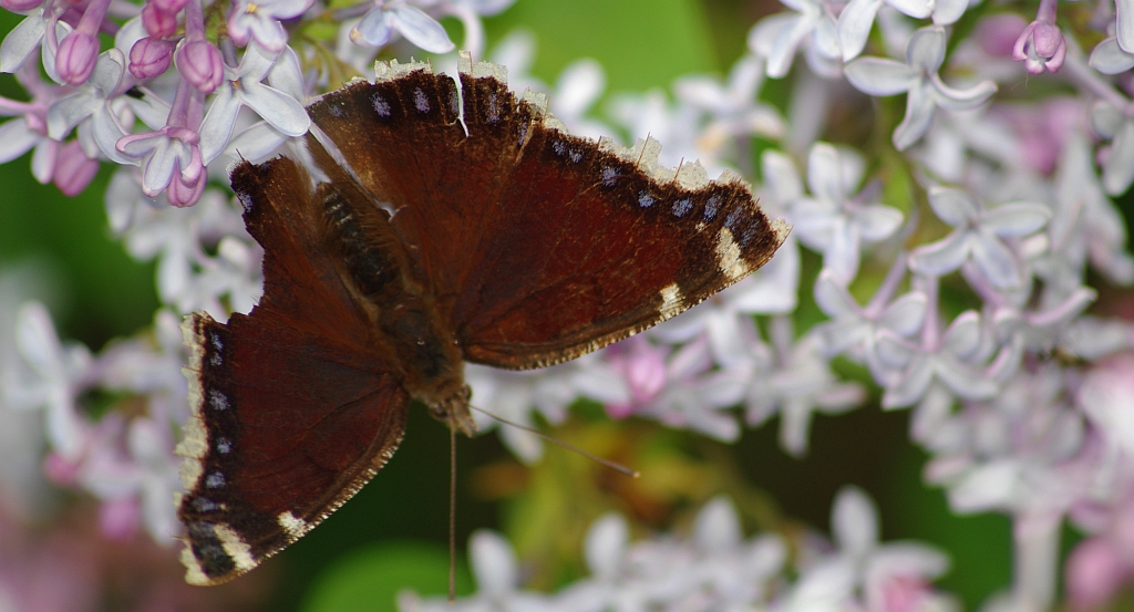 Rusałka żałobnik (Nymphalis antiopa)