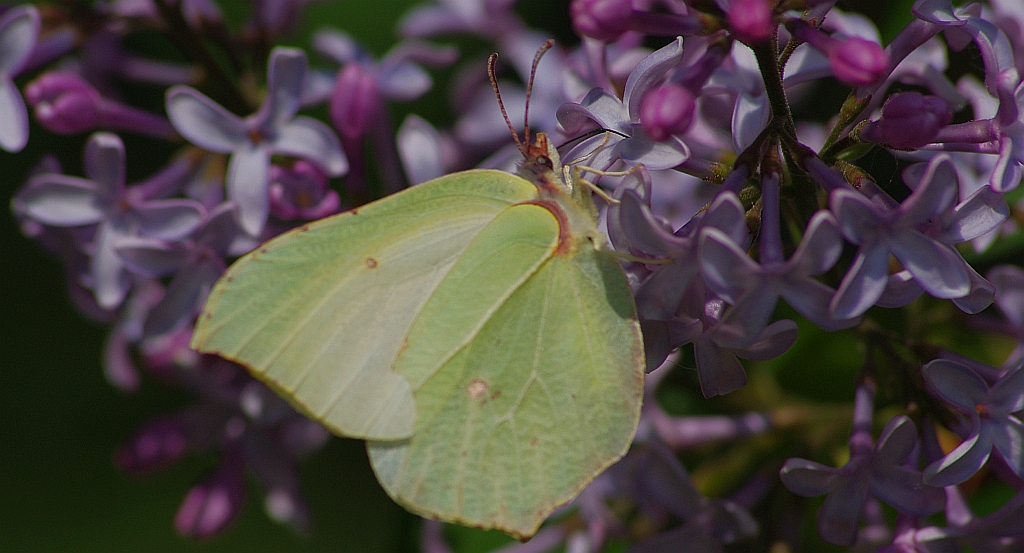 Listkowiec cytrynek (Gonepteryx rhamni)