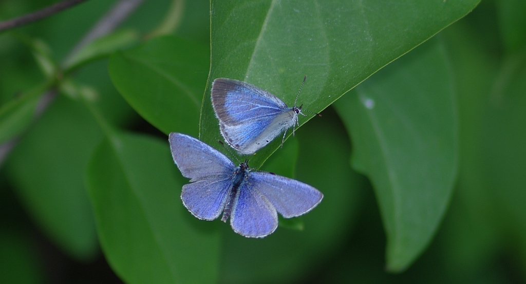 Modraszek wieszczek (Celastrina argiolus)