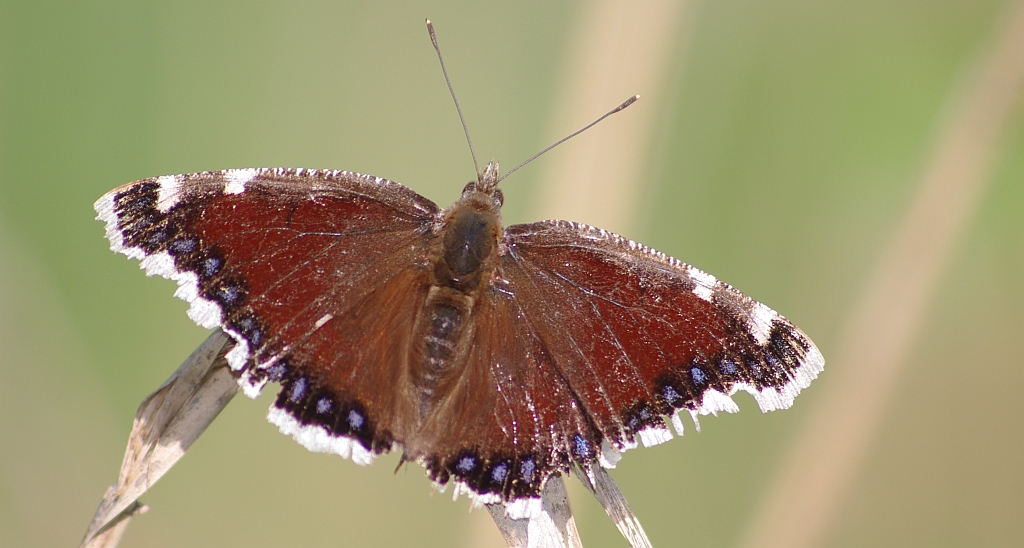 Rusałka żałobnik (Nymphalis antiopa)