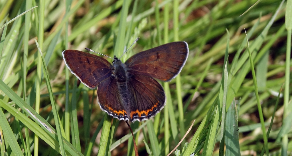 Czerwończyk fioletek (Lycaena helle)