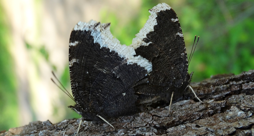 Rusałka żałobnik (Nymphalis antiopa)