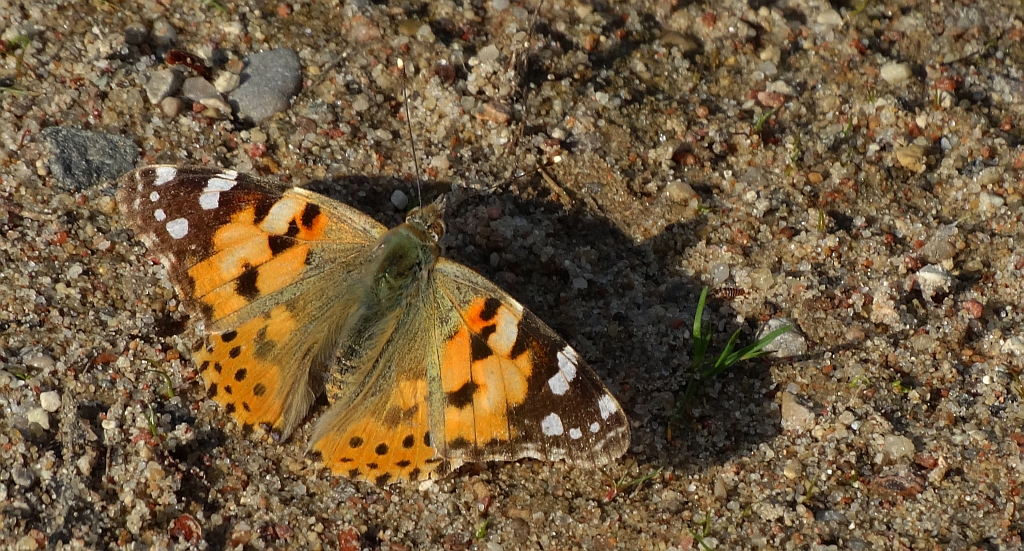 Rusałka osetnik (Vanessa cardui, syn. Cynthia cardui)