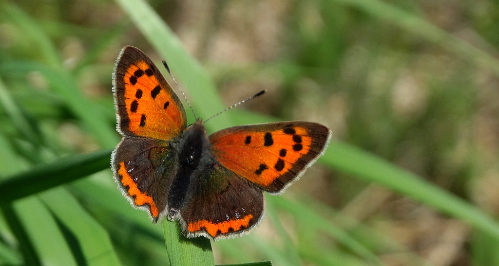 Czerwończyk żarek (Lycaena phlaeas)