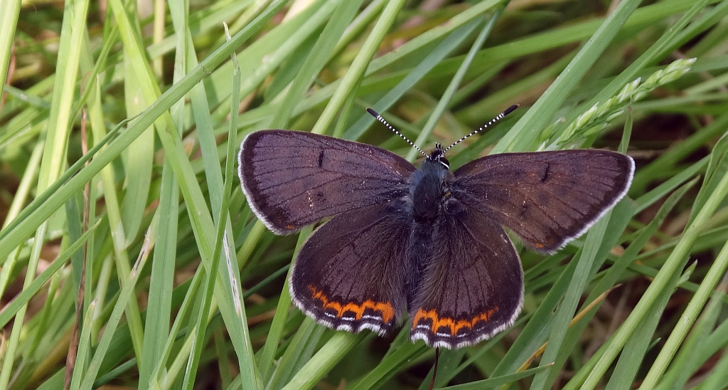 Czerwończyk fioletek (Lycaena helle)