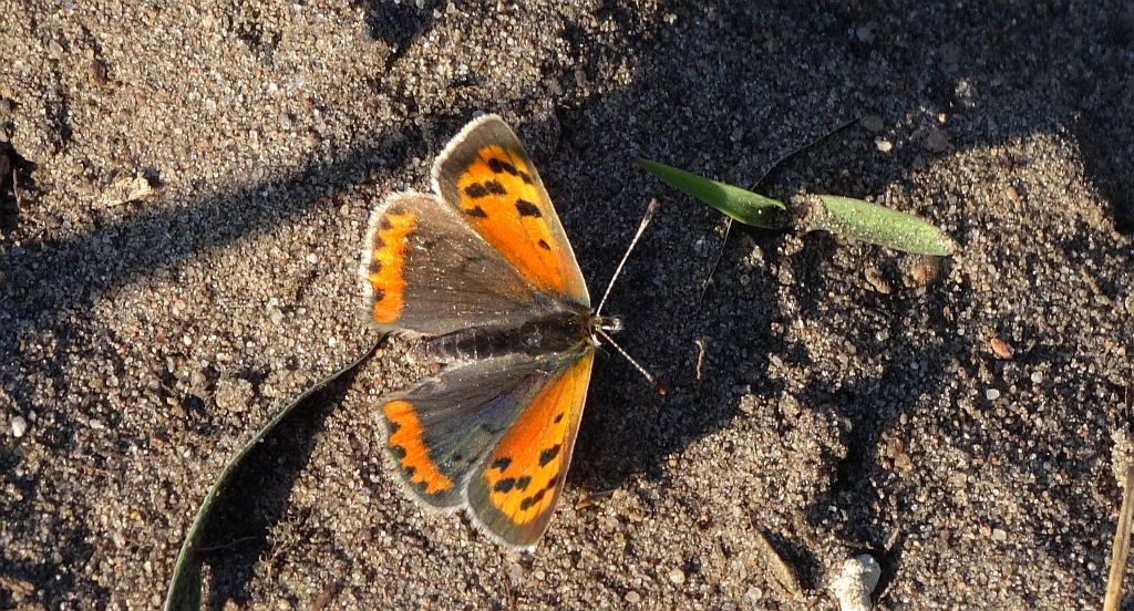 Czerwończyk żarek (Lycaena phlaeas)