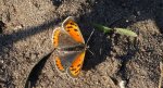 Czerwończyk żarek (Lycaena phlaeas)