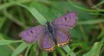Czerwończyk fioletek (Lycaena helle)