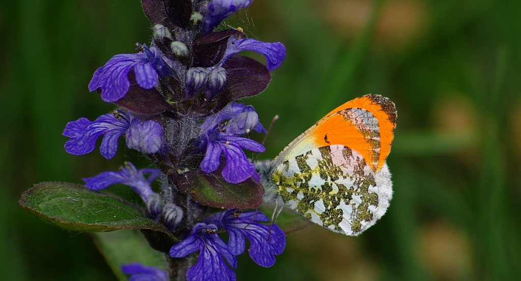 Zorzynek rzeżuchowiec (Anthocharis cardamines)