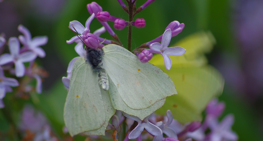 Listkowiec cytrynek (Gonepteryx rhamni)