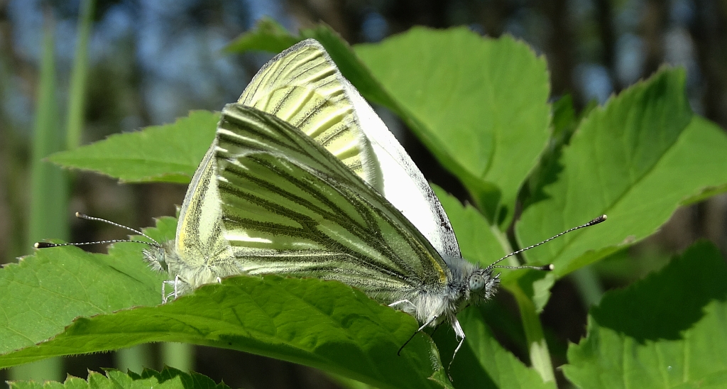 Bielinek bytomkowiec (Pieris napi)