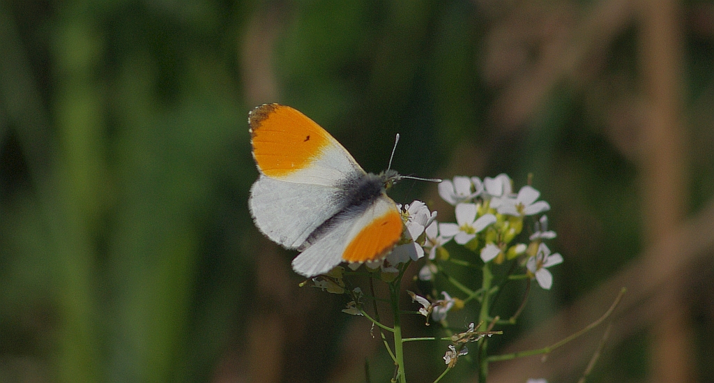 Zorzynek rzeżuchowiec (Anthocharis cardamines)