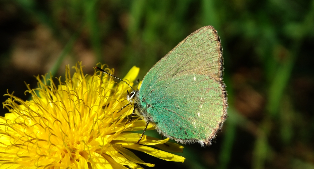 Zieleńczyk ostrężyniec (Callophrys rubi)