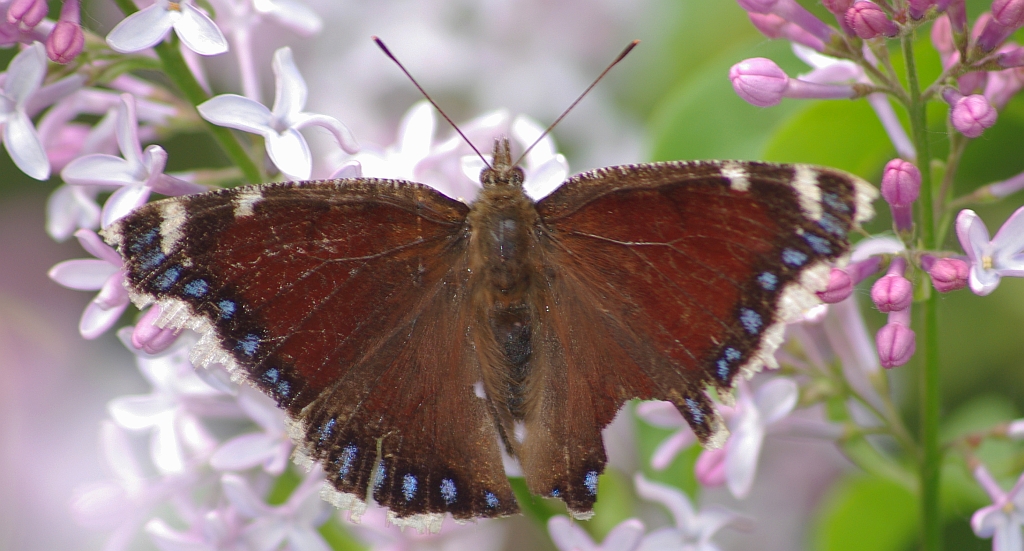 Rusałka żałobnik (Nymphalis antiopa)