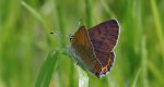 Czerwończyk fioletek (Lycaena helle)