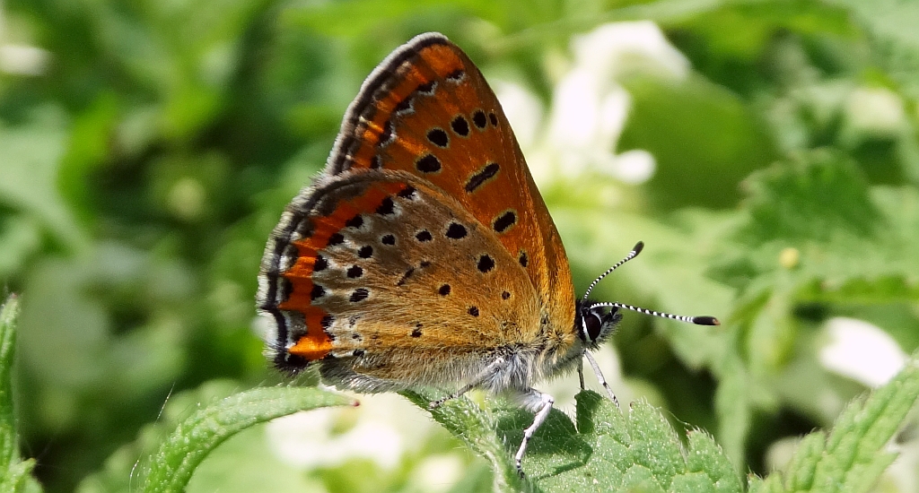 Czerwończyk fioletek (Lycaena helle)