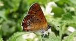 Czerwończyk fioletek (Lycaena helle)