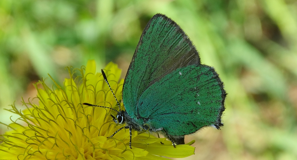 Zieleńczyk ostrężyniec (Callophrys rubi)