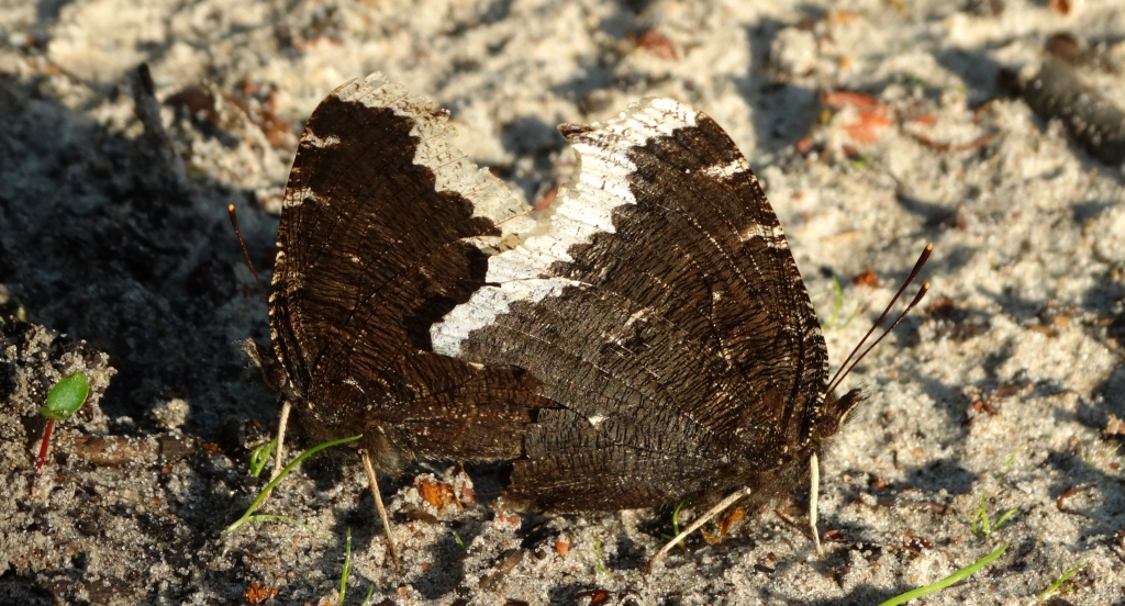 Rusałka żałobnik (Nymphalis antiopa)