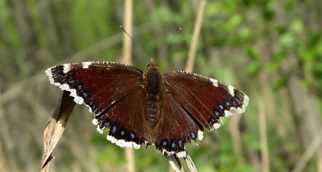 Rusałka żałobnik (Nymphalis antiopa)