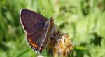 Czerwończyk fioletek (Lycaena helle)