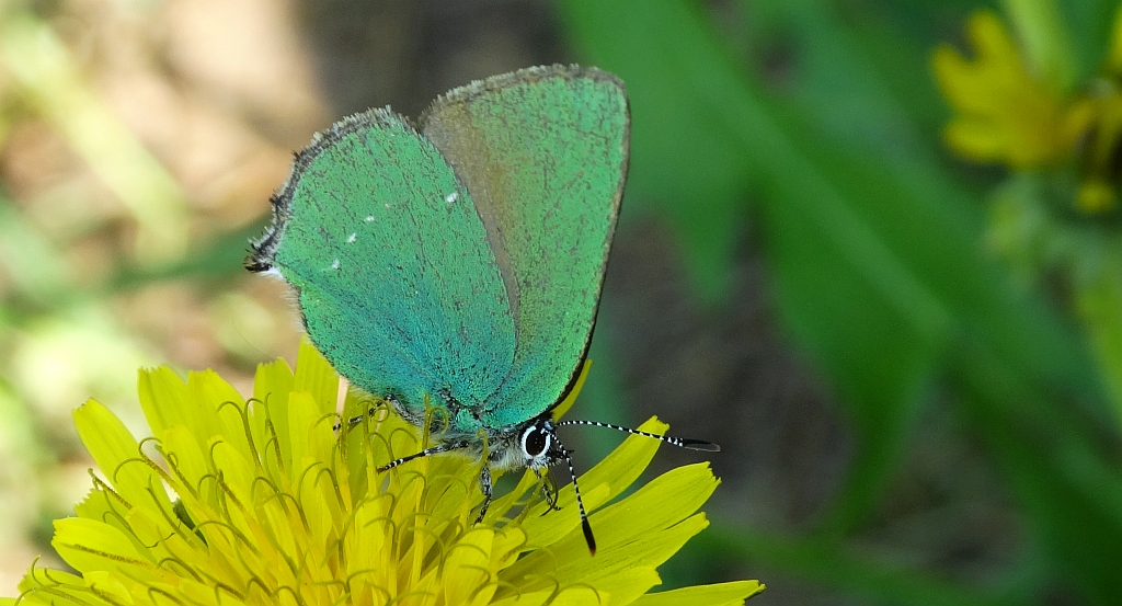 Zieleńczyk ostrężyniec (Callophrys rubi)