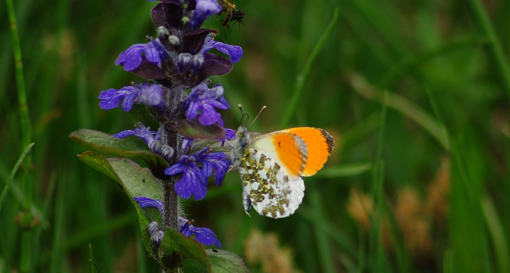 Zorzynek rzeżuchowiec (Anthocharis cardamines)