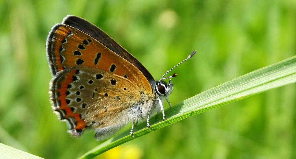 Czerwończyk fioletek (Lycaena helle)