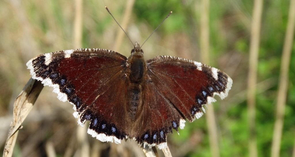 Rusałka żałobnik (Nymphalis antiopa)