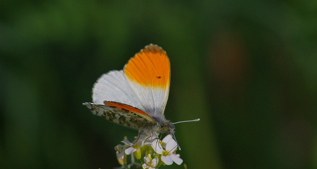 Zorzynek rzeżuchowiec (Anthocharis cardamines)