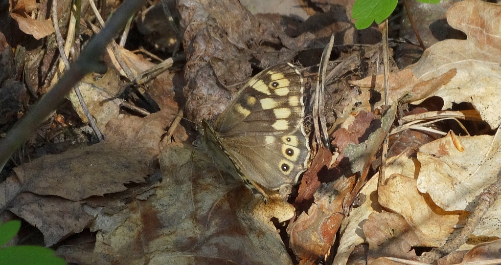 Osadnik egeria (Pararge aegeria)