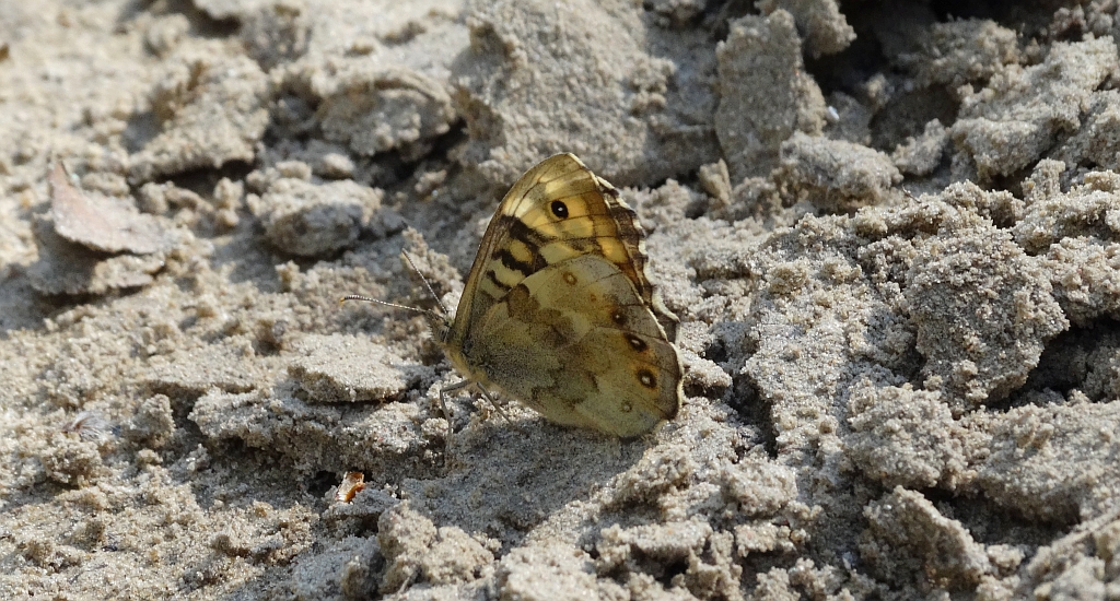 Osadnik egeria (Pararge aegeria)