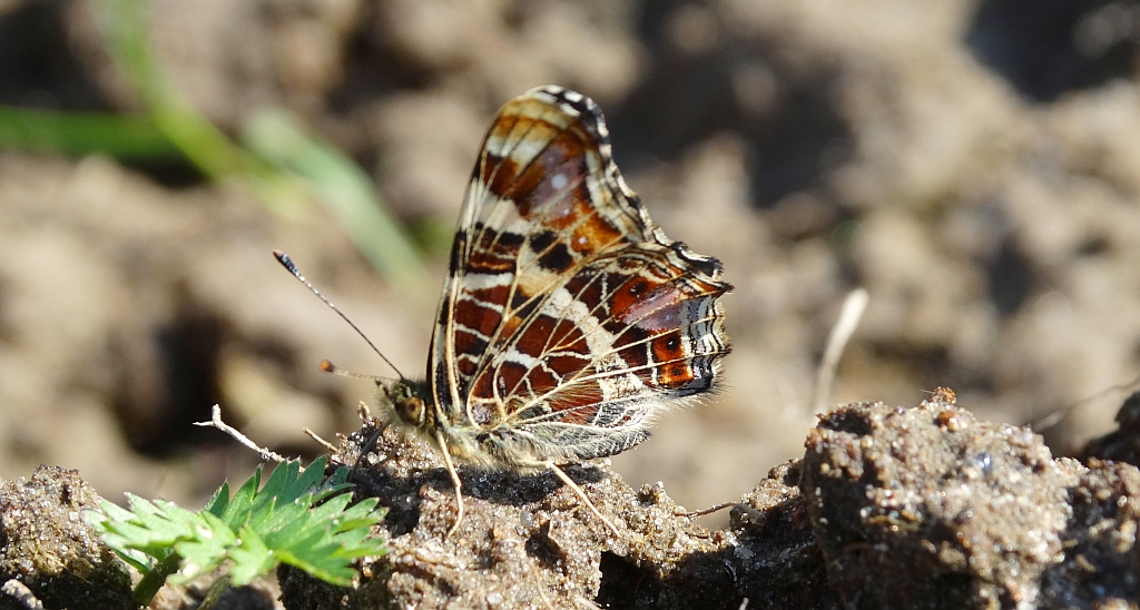 Rusałka kratkowiec (Araschnia levana)