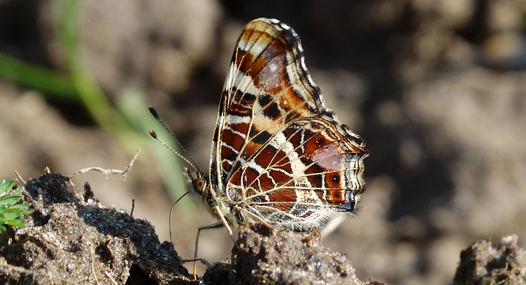 Rusałka kratkowiec (Araschnia levana)