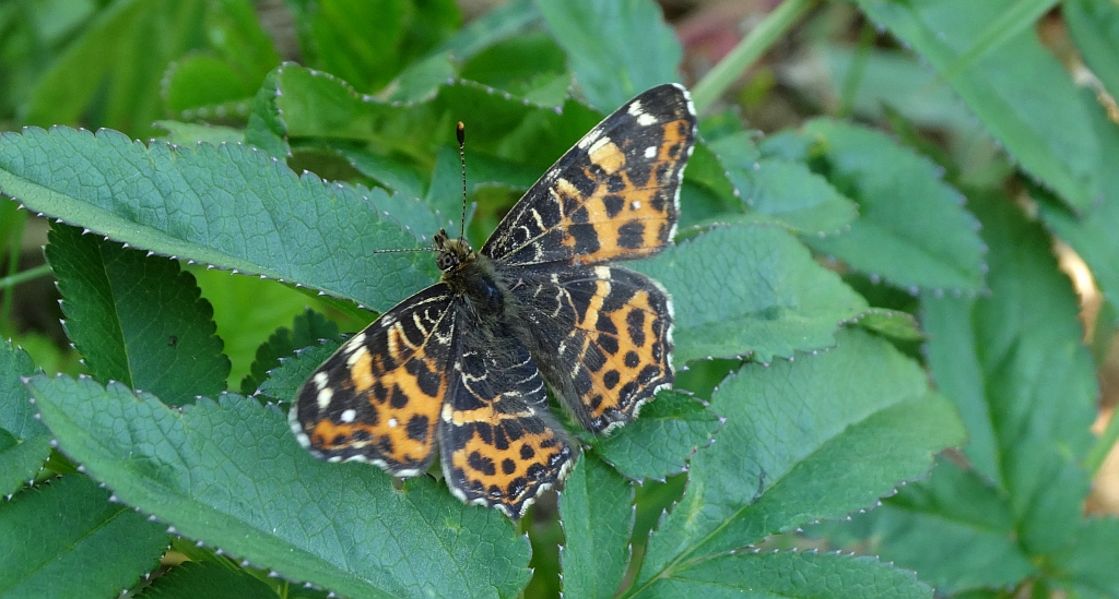 Rusałka kratkowiec (Araschnia levana)