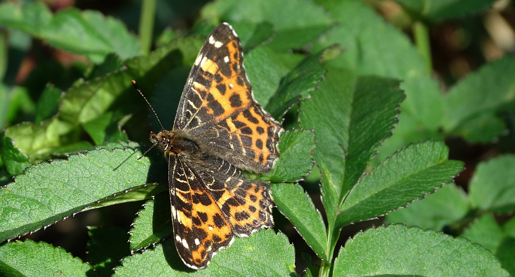 Rusałka kratkowiec (Araschnia levana)