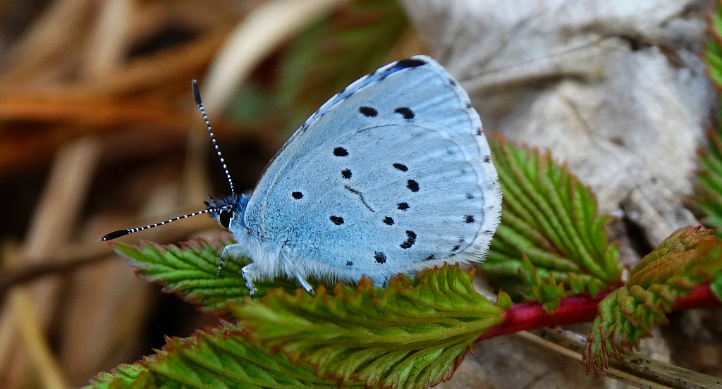 Modraszek wieszczek (Celastrina argiolus)